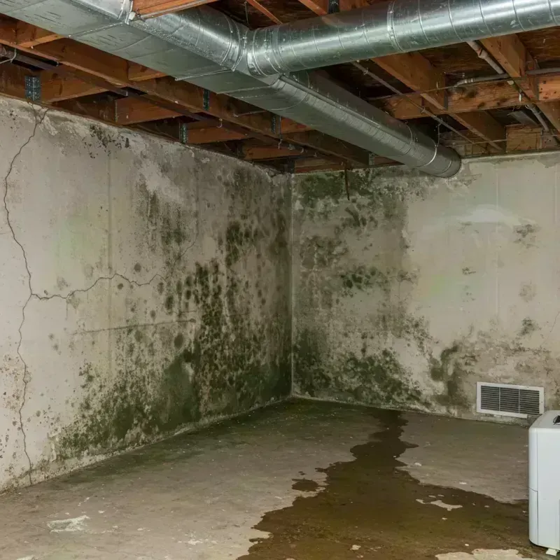 Professional Mold Removal in Grundy County, IL